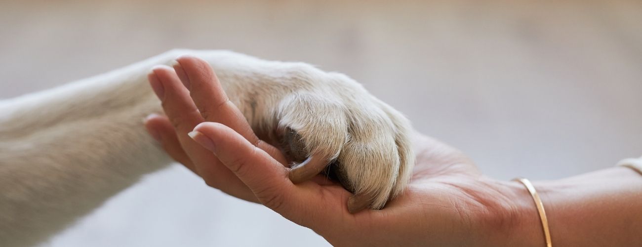 a culpa de deixar o pet no Brasil